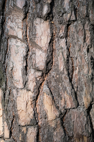 Texture of bark a tree, in light of evening sun. Relief background of wooden bark.