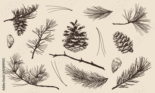 Foto Hand drawn set of pine, spruce, fir tree needles, branches and cones