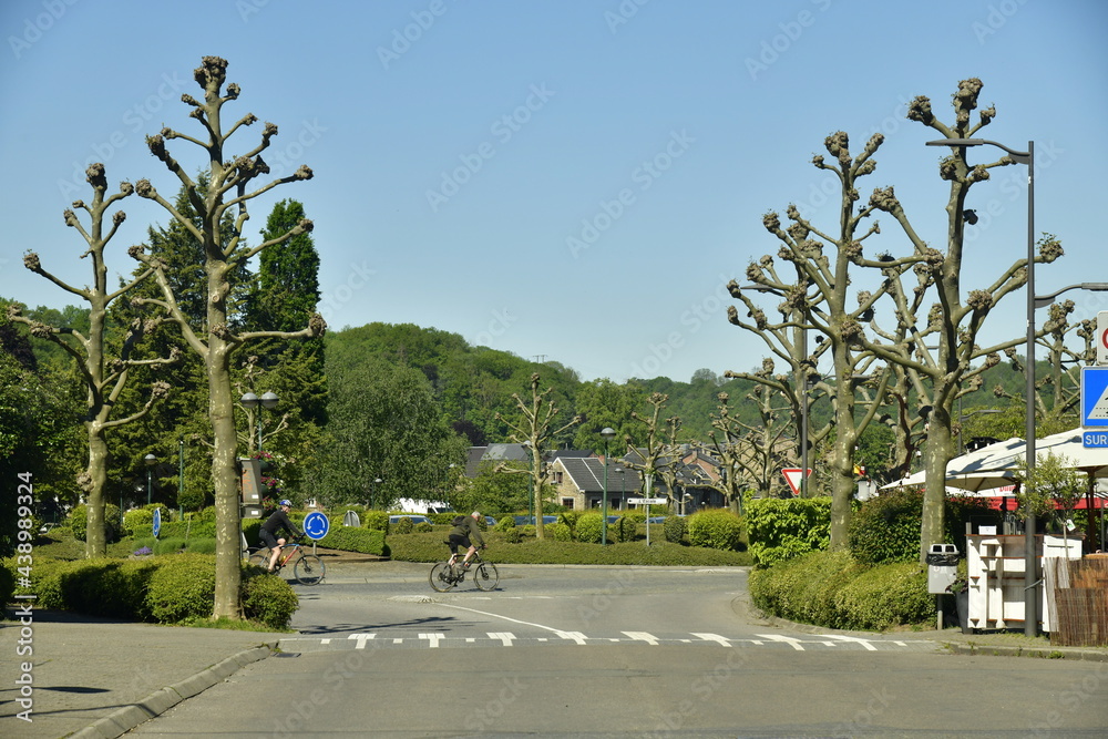 Arbres taillés dans l'une des rues d'Esneux au sud de Liège Arbres taillés dans l'une des rues d'Esneux au sud de Liège