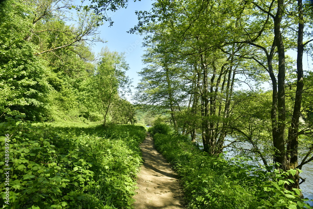 Chemin pédestre étroit traversant les ronces et orties dans un bois le long de l'Ourthe à Esneux Chemin pédestre étroit traversant les ronces et orties dans un bois le long de l'Ourthe à Esneux