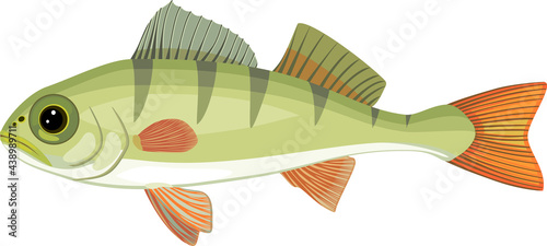 Juvenile perch (Perca fluviatilis) freshwater fish isolated on white background