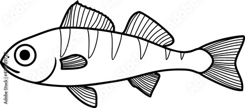 Coloring page with juvenile perch (Perca fluviatilis) freshwater fish isolated on white background