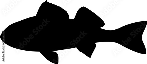 Black silhouette of juvenile perch (Perca fluviatilis) freshwater fish