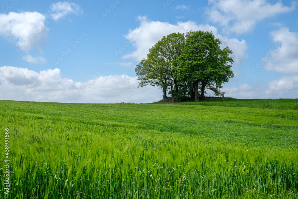 Fototapeta premium Baumgruppe im Feld