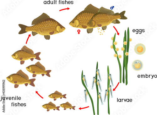 Fish life cycle. Sequence of stages of development of Crucian carp (Carassius) freshwater fish from egg to adult animal isolated on white background