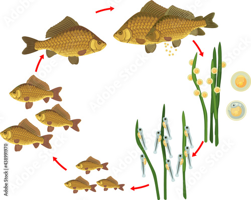Fish life cycle. Sequence of stages of development of Crucian carp (Carassius) freshwater fish from egg to adult animal isolated on white background