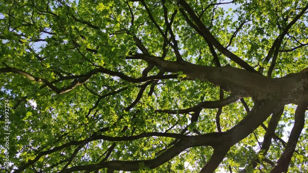 View from under wide tree. Look up and whirl View from under wide tree. Look up and whirl