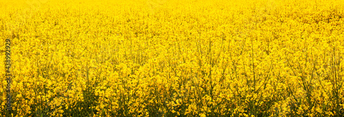 Wallpaper Mural Background of yellow flowers Torontodigital.ca