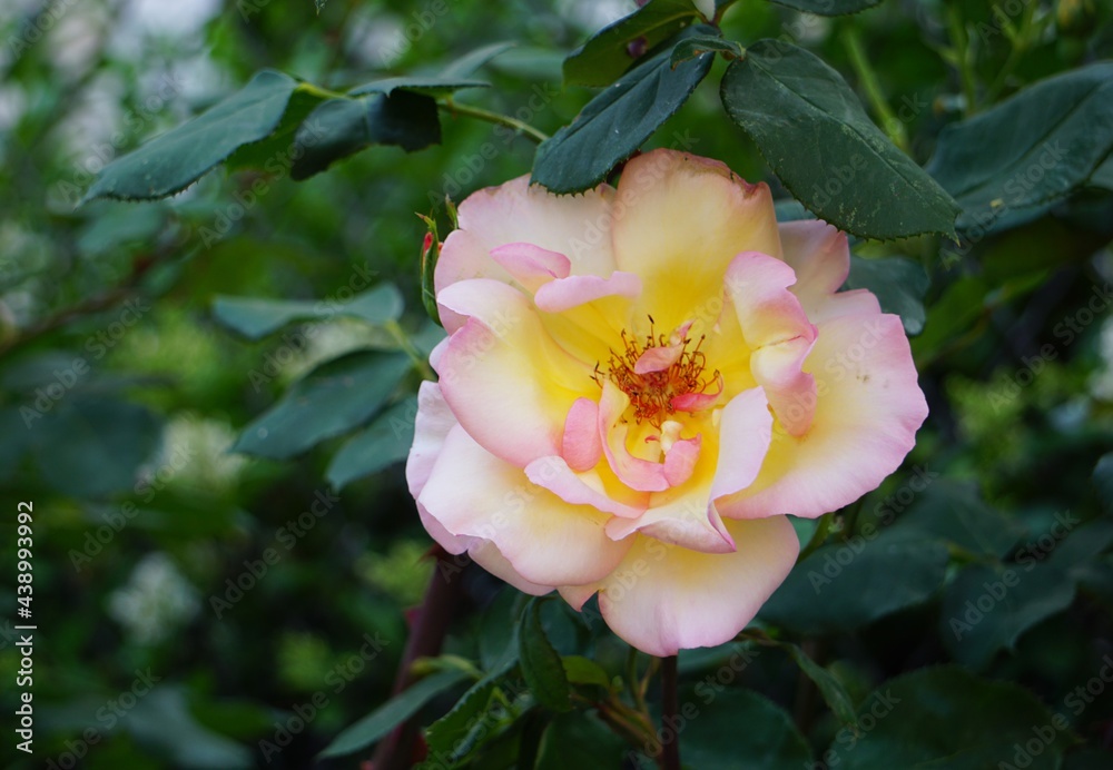 Rose étamines Rose étamines
