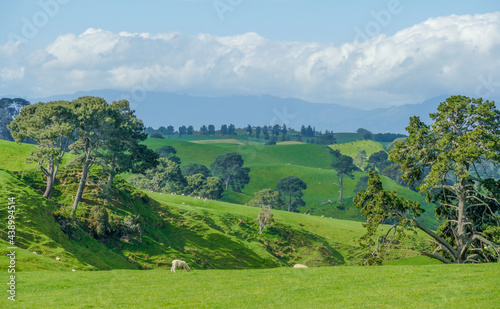 Waikato region in New Zealand photo