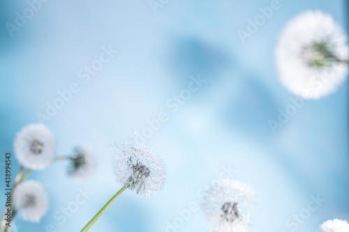 white dandelions on a blue background