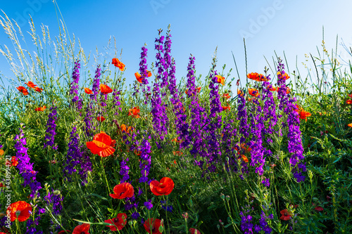 Meadow  louka  wildflowers  poppies