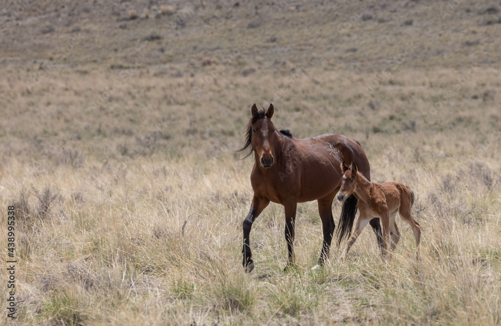 Obraz premium Wild Horse Mare and Her Foal in Utah