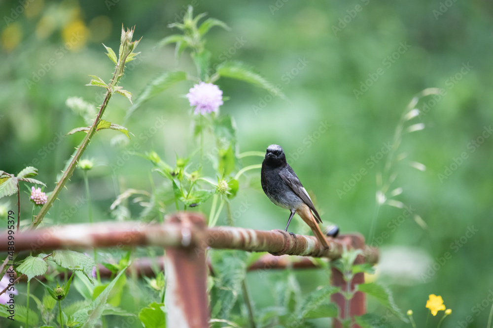 Bird (common redstart) on iron fence in the nature Bird (common redstart) on iron fence in the nature