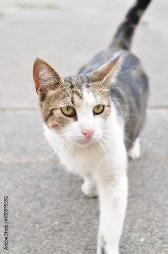 Homeless cat walking in the garden in summer 