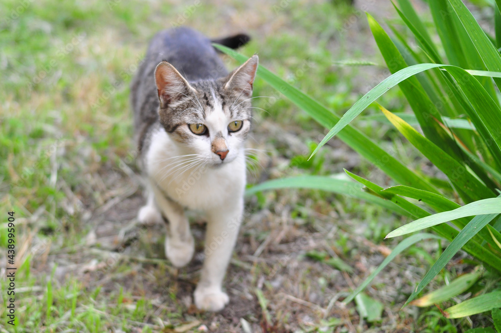 Homeless cat walking in the garden in summer Homeless cat walking in the garden in summer