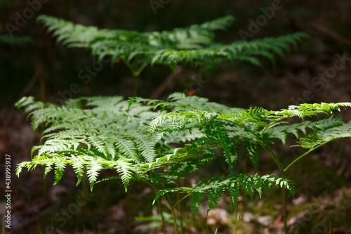 green fern in the forest in summer