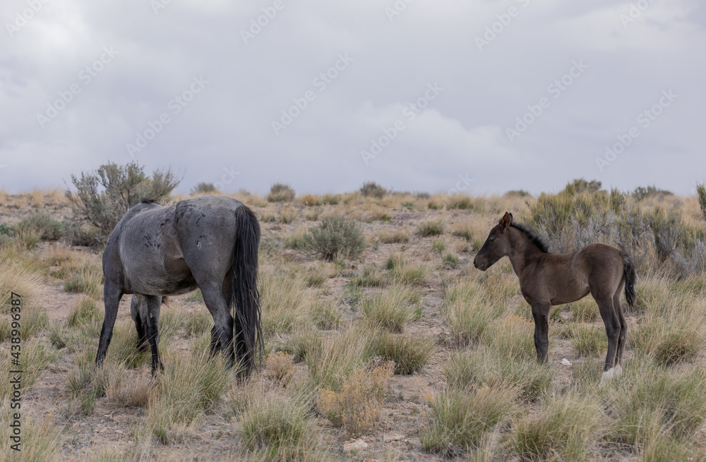 Wild Horse Mare and Her Foal in Utah