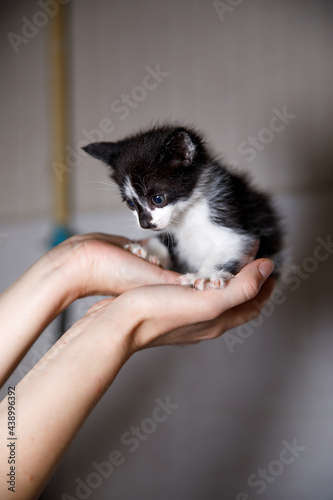 Little kitty in human hands shows his claws. © Yahor