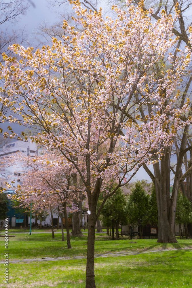 New Year's arrival cherry blossoms