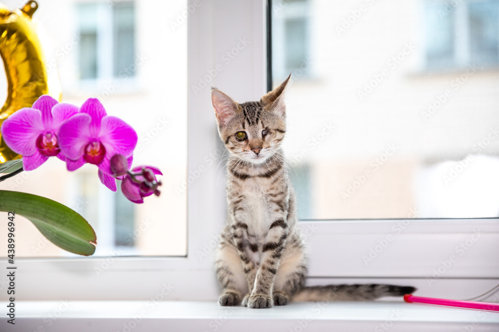 One-eyed kitten on windowsill with flowers