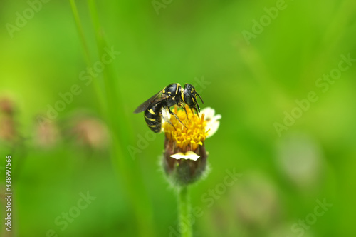 bee on a flower © modisketch