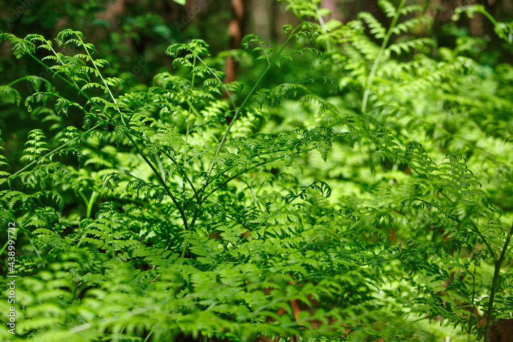 green fern in the forest in summer