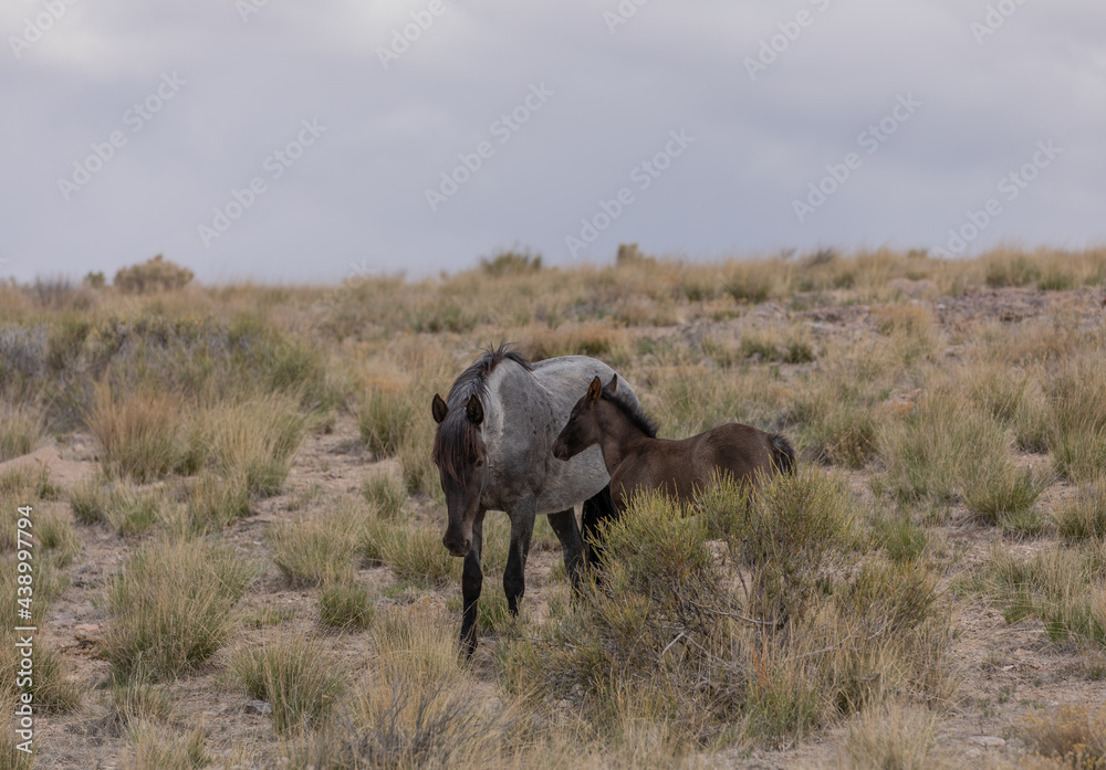Fototapeta premium Wild Horse Mare and Her Foal in Utah