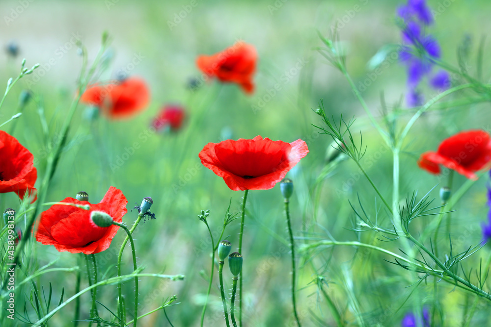 Obraz premium Photo background beautiful red poppies in the field