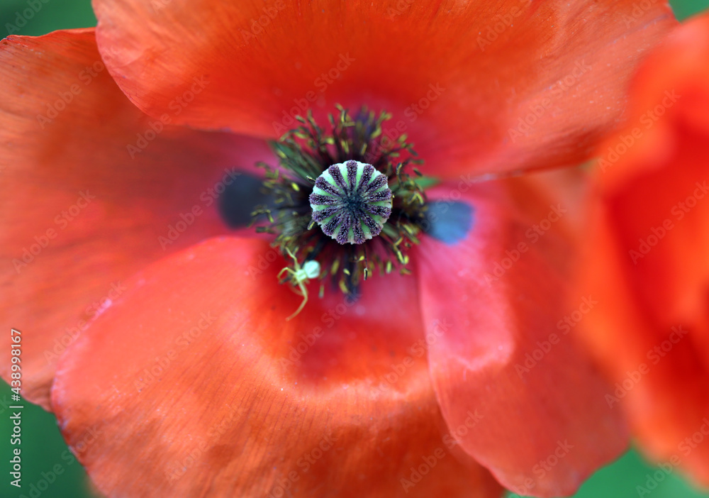 Photo background beautiful red poppies in the field Photo background beautiful red poppies in the field