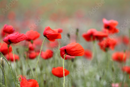 Photo background beautiful red poppies in the field © tanor27
