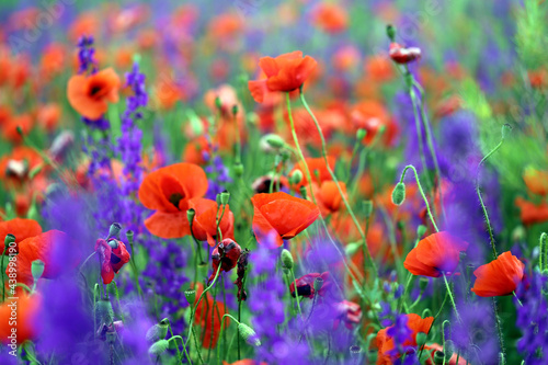 Photo background beautiful red poppies in the field