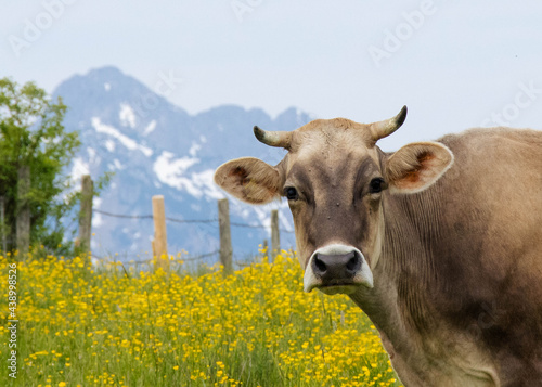 cow on a meadow and mountains 