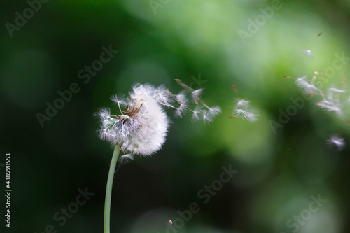 parachutes from the white dandelion deflated by child