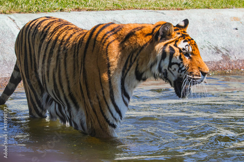 tiger in water