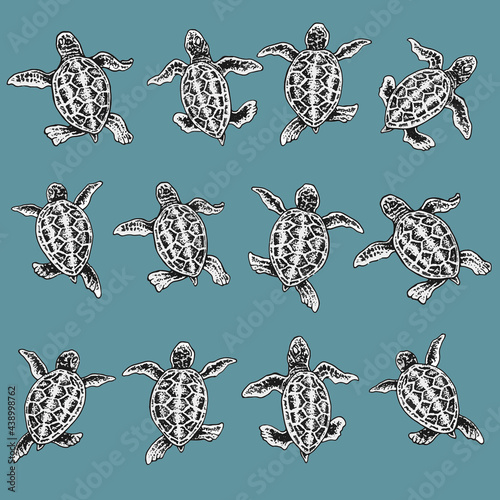 baby turtles in different movement