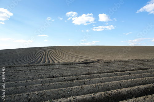 organic food and renewable energy, landscape with potato fields, new and fresh prepared potato fields in a spring landscape with cloudless sky