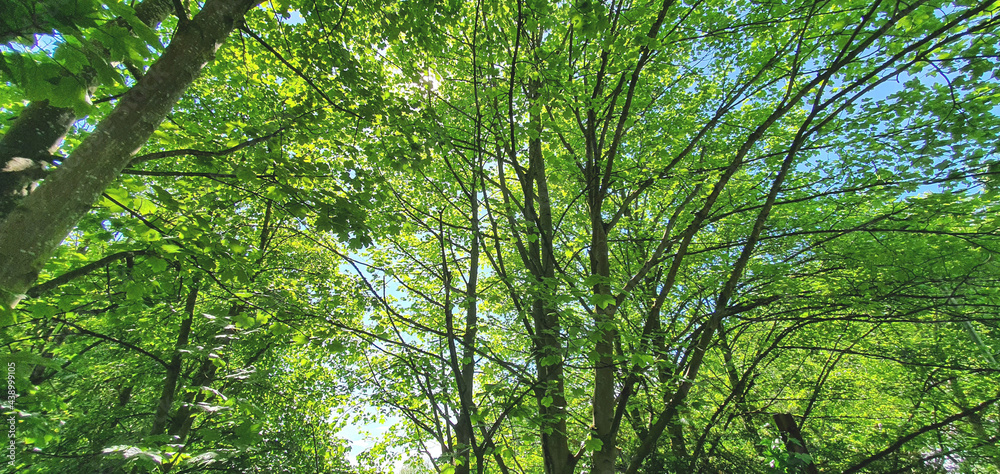 Green Leaf Sun Shelter Background Green Leaf Sun Shelter Background