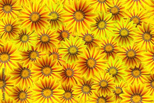 Seamless pattern with yellow flowers.