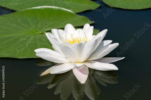 White water lily - lotus blooming