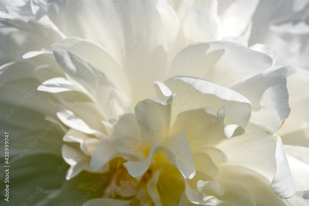 Beautiful flower blooming peony