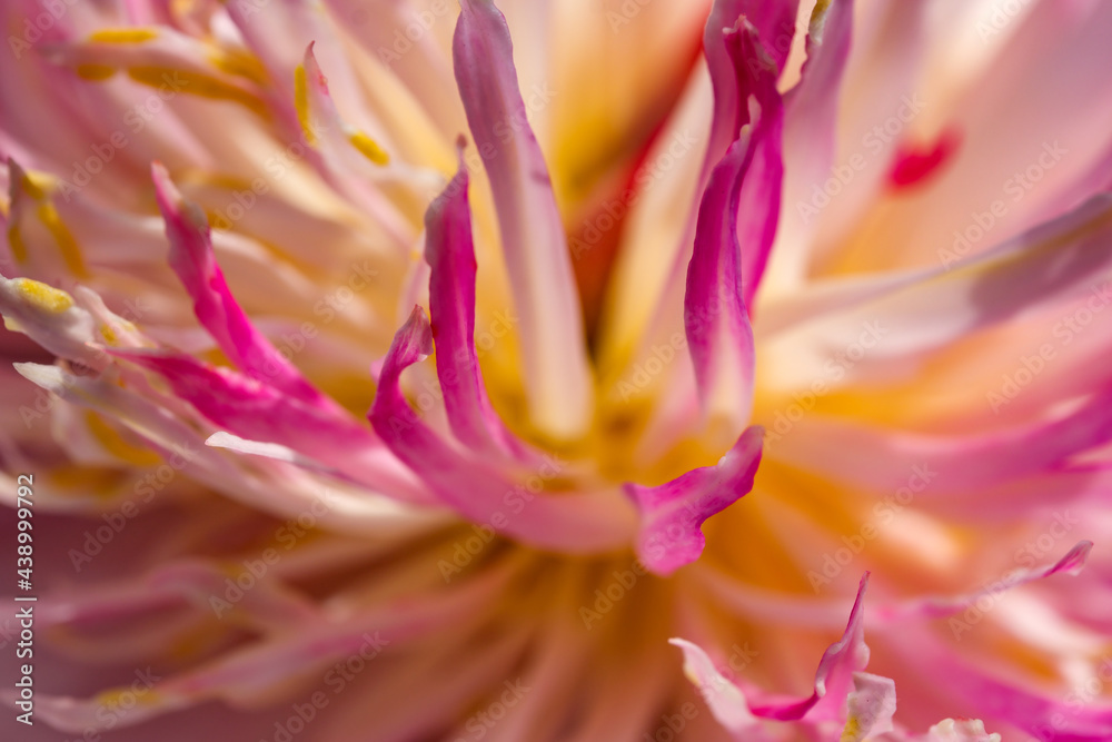 Fototapeta premium Beautiful flower blooming peony