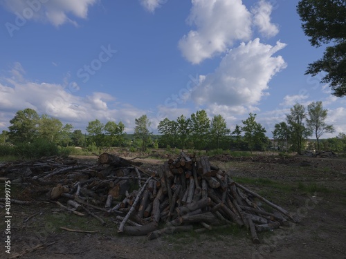 fresh wood logs in green park © Maxim