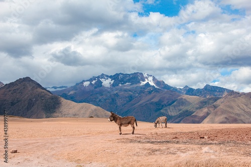 donkey on the mountain