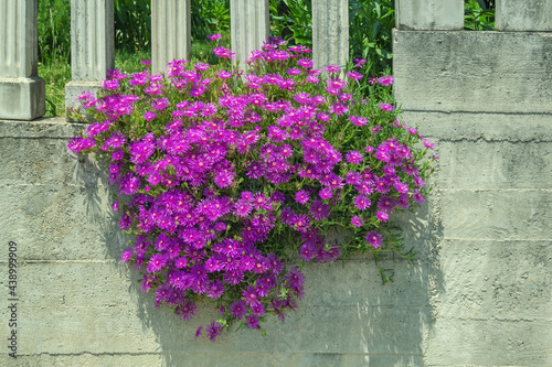 Pink flowers of succulent plant of Carpobrotus acinaciformis against rustic wall