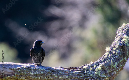 A fork-tailed drongo isolated in nature in South Africa photo