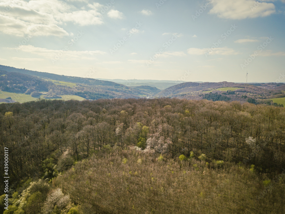 Aerial view of forest in spring