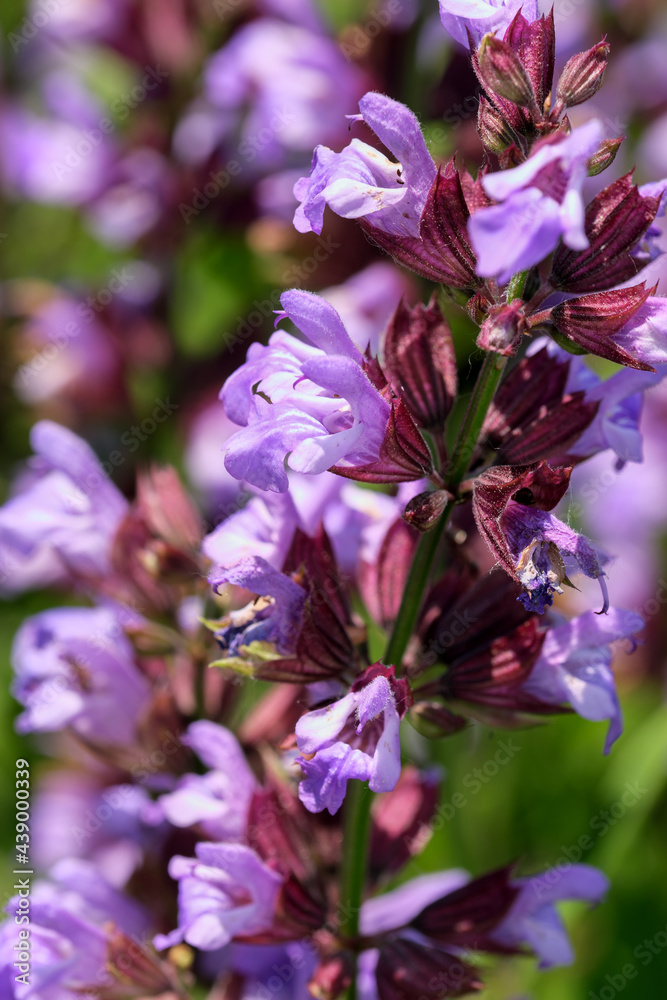 Varietal cultivated sage