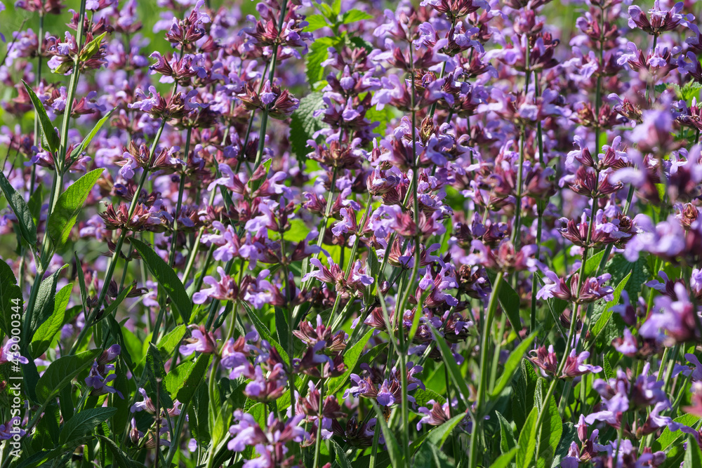 Naklejka premium Varietal cultivated sage