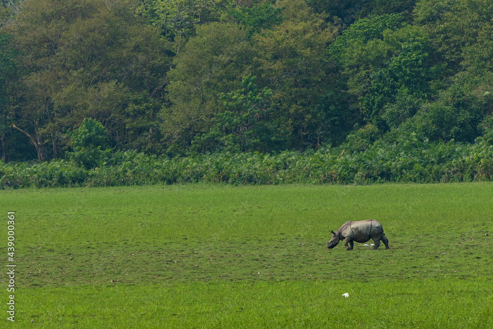 Fototapeta premium One Horned Rhino Scape from Kaziranga National Park Assam India